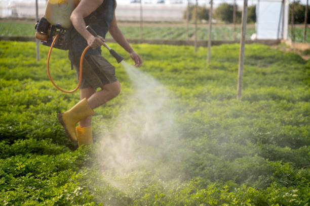 Best Local Pest Control Services  in Corning, CA