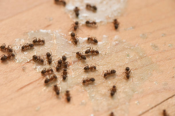 Best Residential Pest Control  in Corning, CA